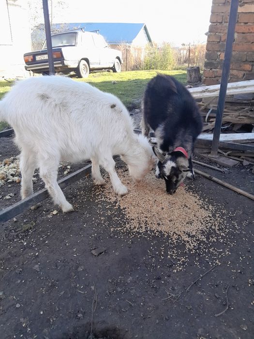 Продам козочки молоді