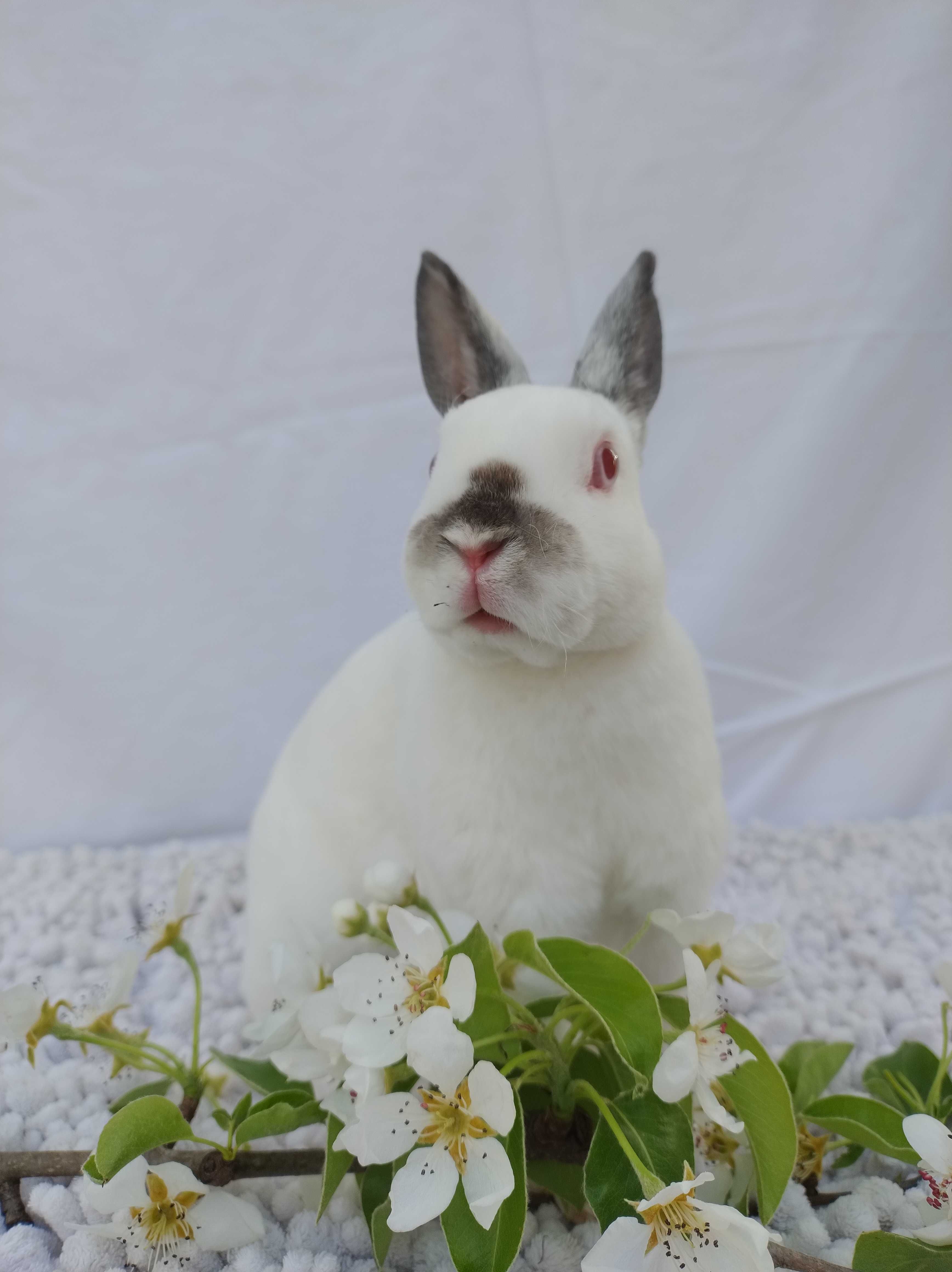 Karzełek rex rosyjski/albinos