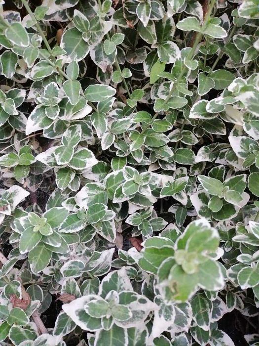 Бересклет форчуна