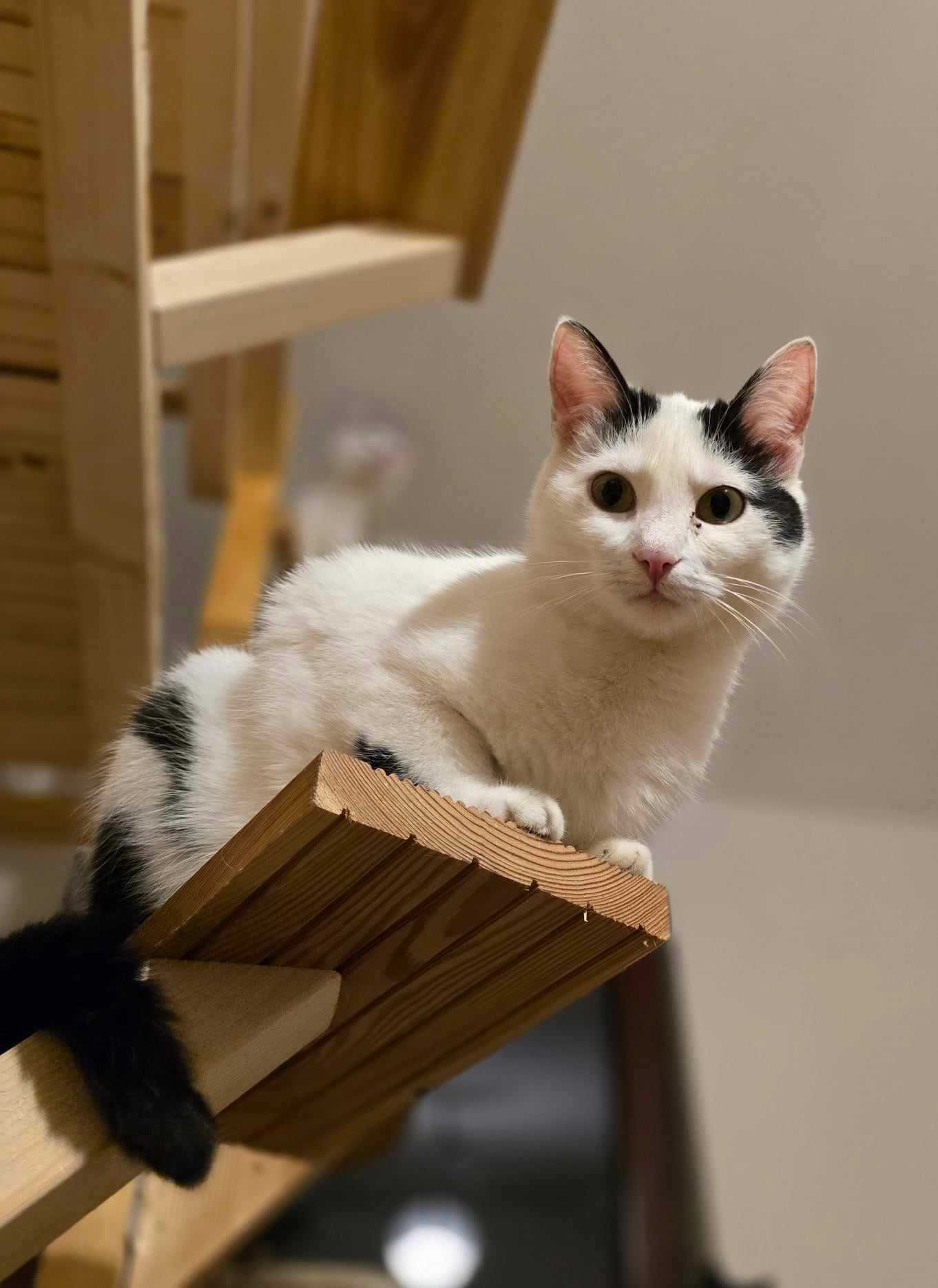 Amarie- słodka,spokojna koteczka do adopcji