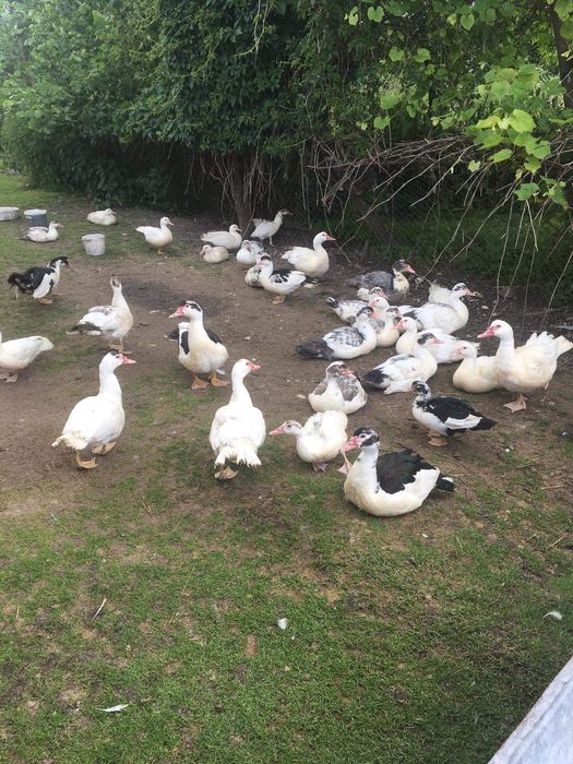 Tuszki kaczek wiejskich / kaczki / koguty / kaczory