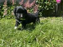 Oddam sczeniaka border collie x owczarek niemiecki
