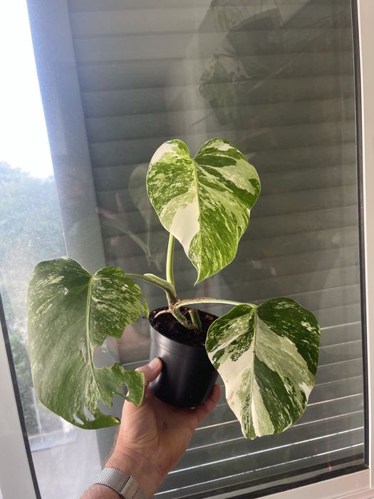 Planta Monstera variagata