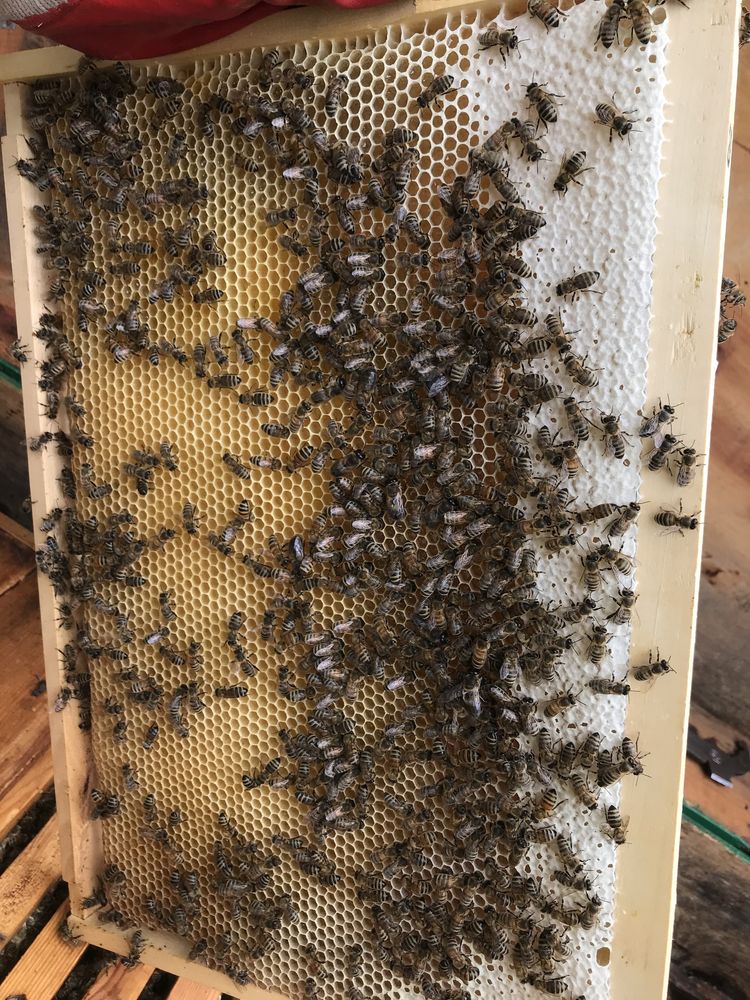 Мед , натуральный мёд