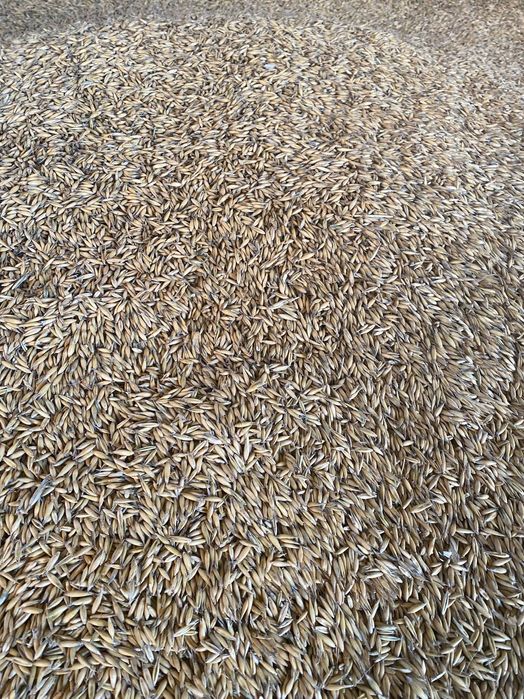 Owies Rambo 2025 drugi rok po centrali