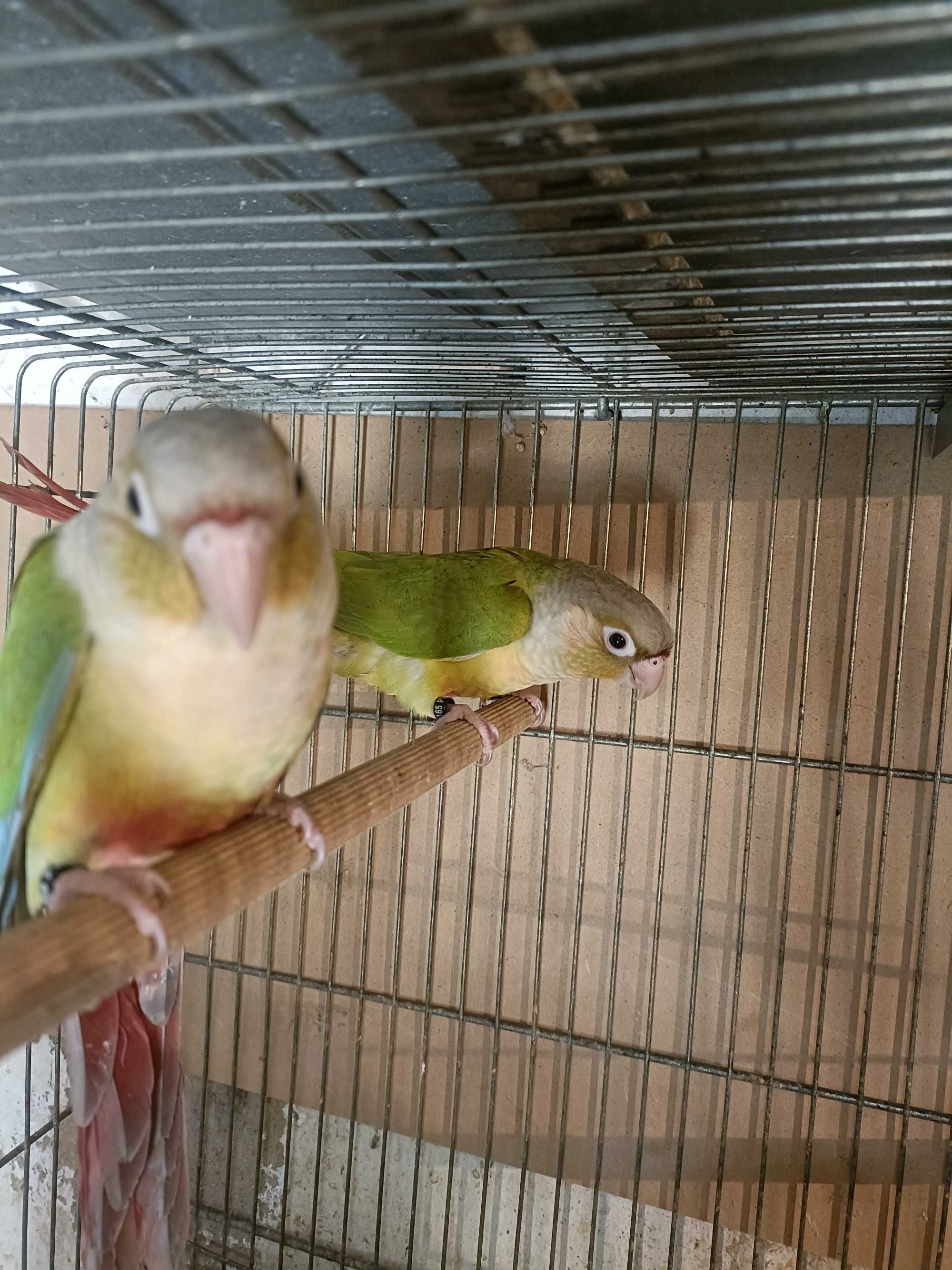Casal de Pyrruras criadas a mão