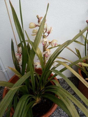 Orquídeas muito lindas