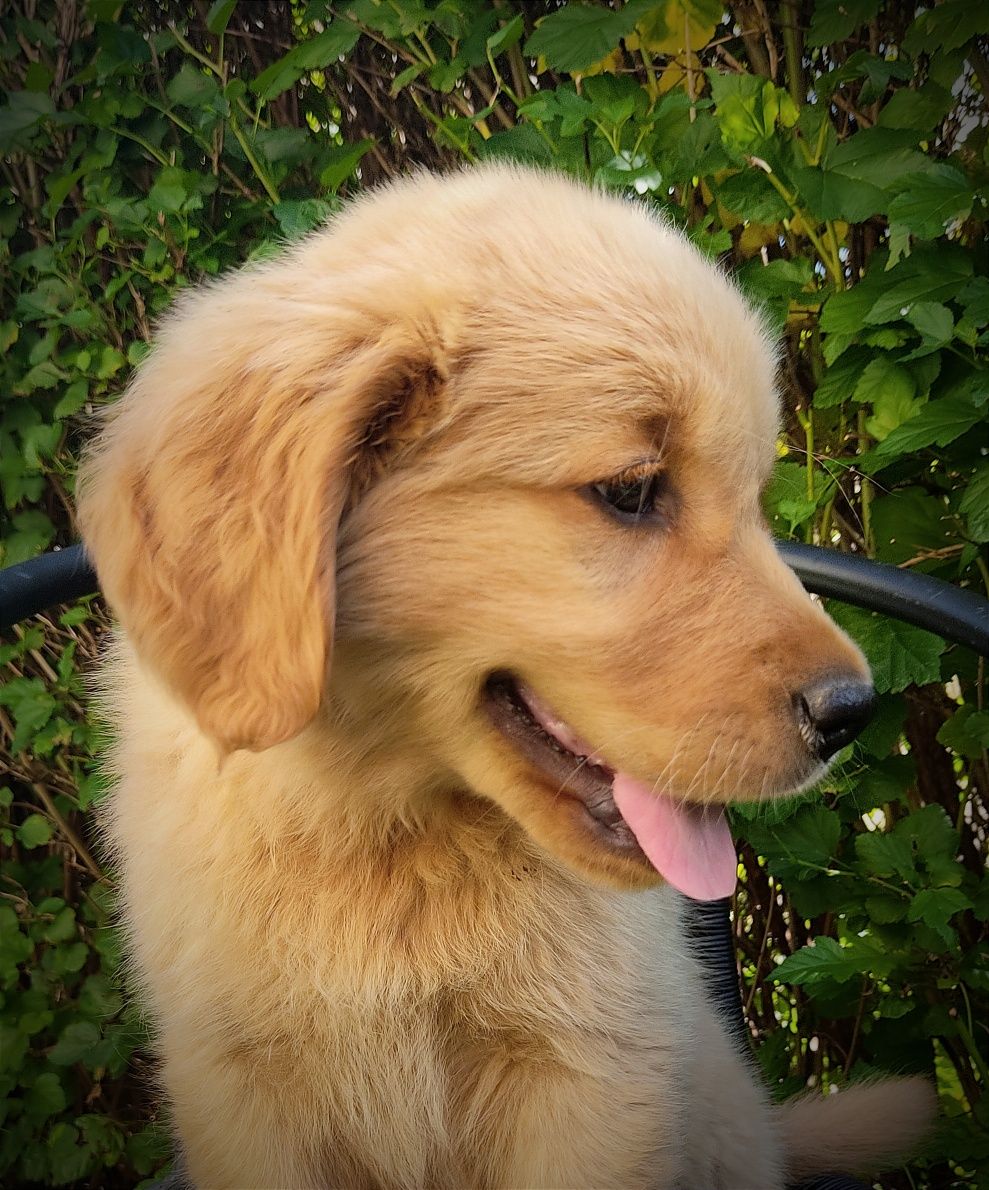 Złoty golden retriever - pies już do odbioru