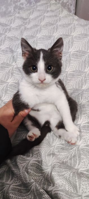 Котенок подросток