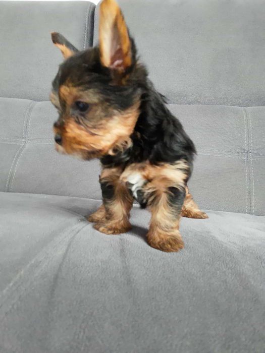 york shizr terrier