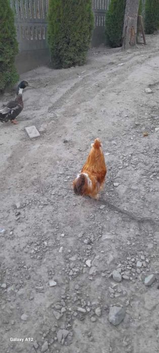 Sprzedam kury silki