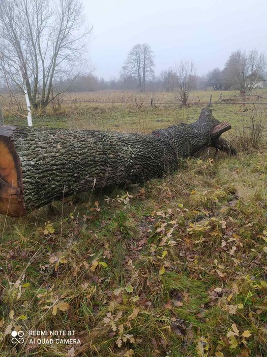 Дуб пиломатеріали