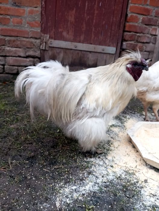 Півні породисті шовкові