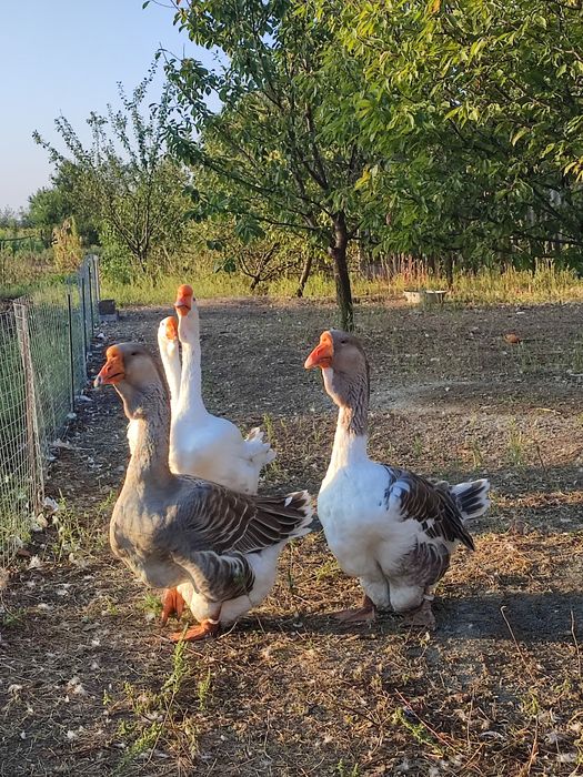 Продам гусей холмогорів та тульських горбоносих