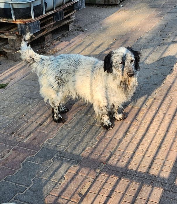 Tobie, Pani się wyprowadziła i Go zostawiłam.