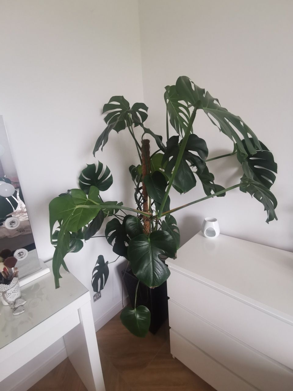 Kwiat Monstera duży