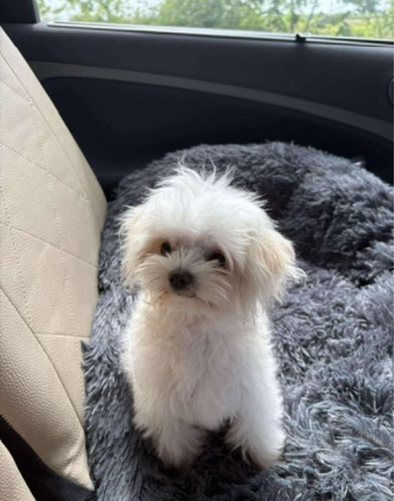 Odchowany piesek Maltipoo kocha dzieci gotowy do odbioru