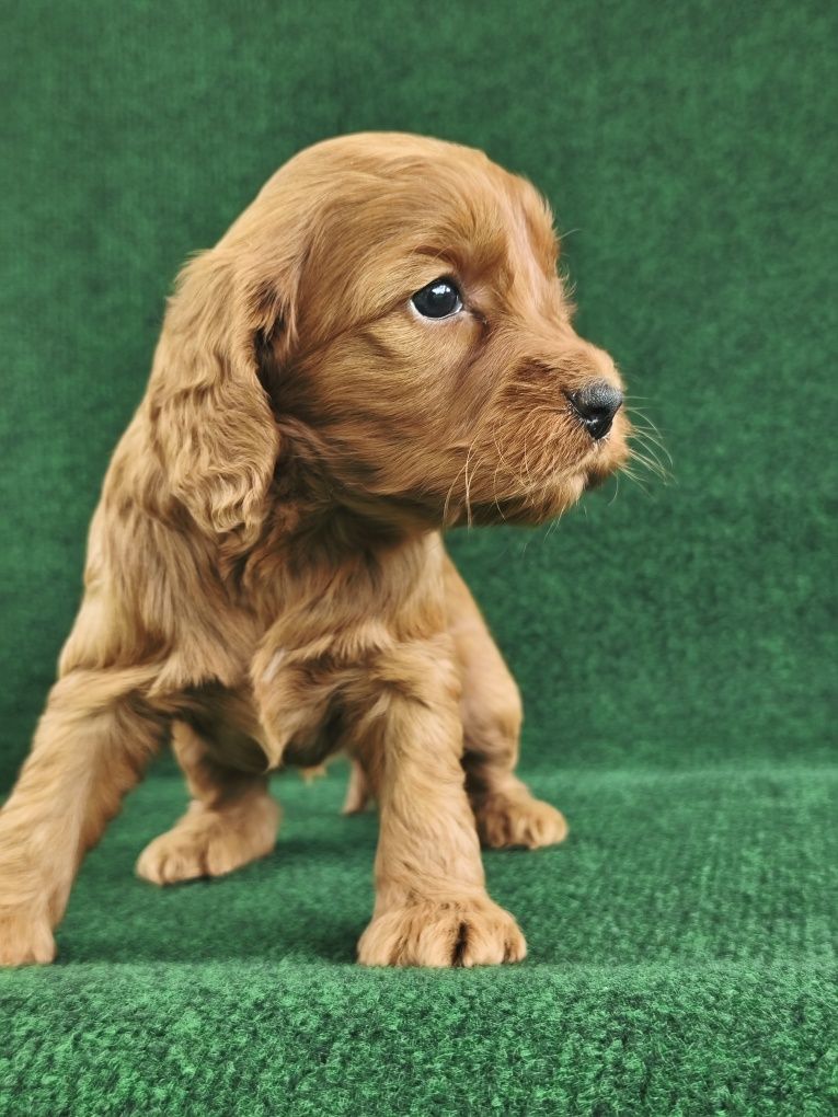 Cockapoo Cocker spaniel+pudel