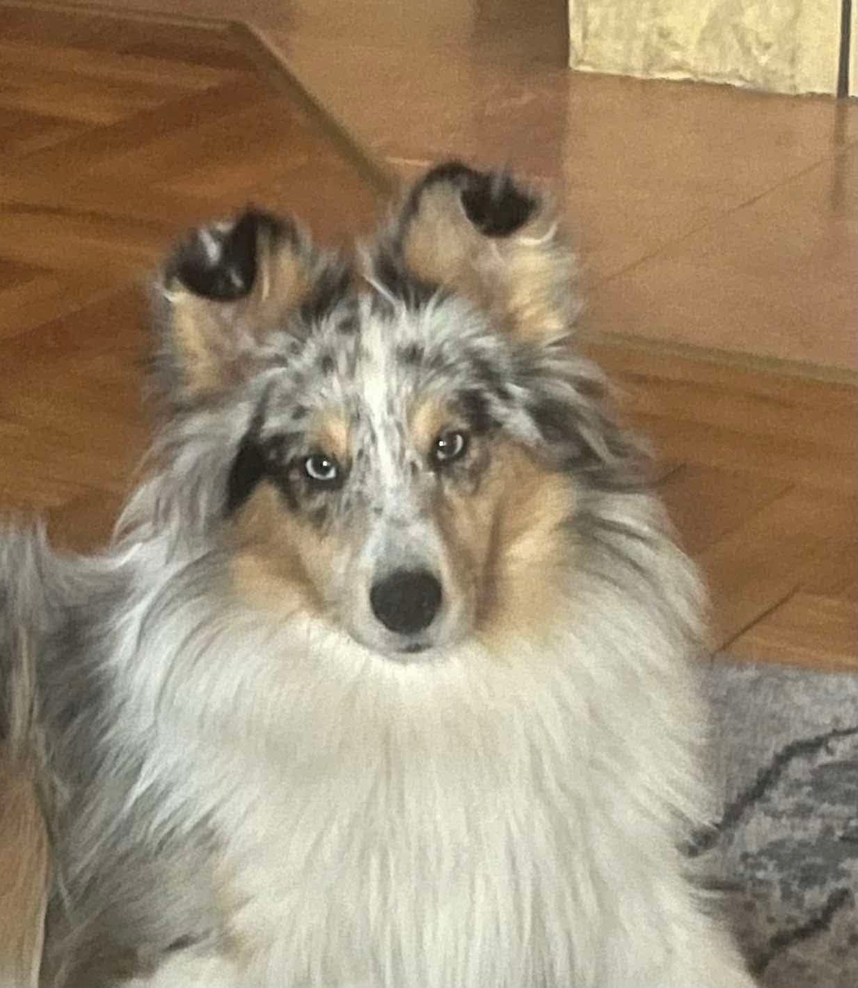 Owczarek szetlandzki sheltie-sunia