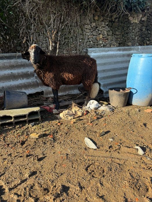Vendo ovelhas e carneiro
