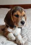Piesek Beagle  ZkwP-FCI  Tricolor Po  Championach   .DNA .