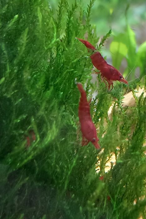 Креветки неокардини Кровава Мері, мохи, рослини акваріумні