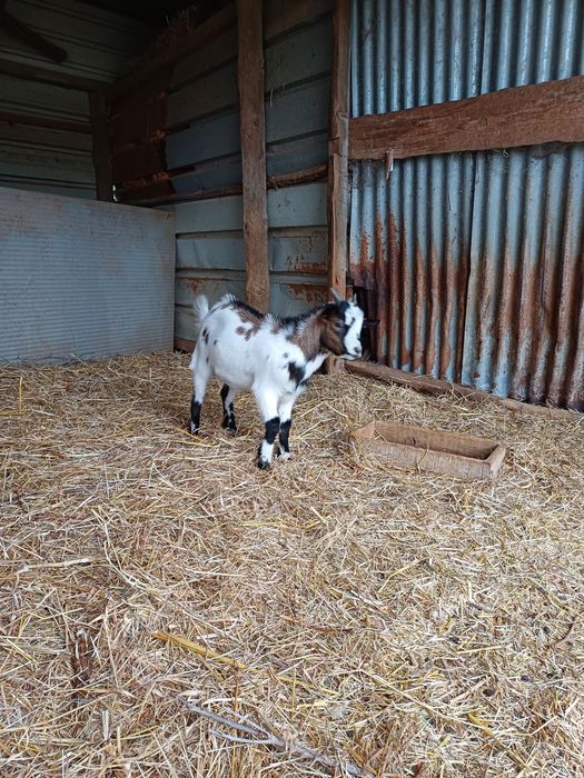 Cabrito anão 4 meses