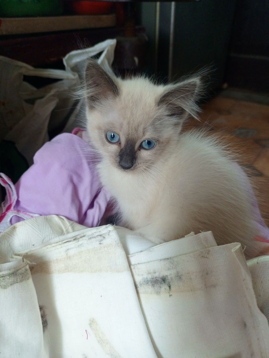 Сіамські кошенята не дорого