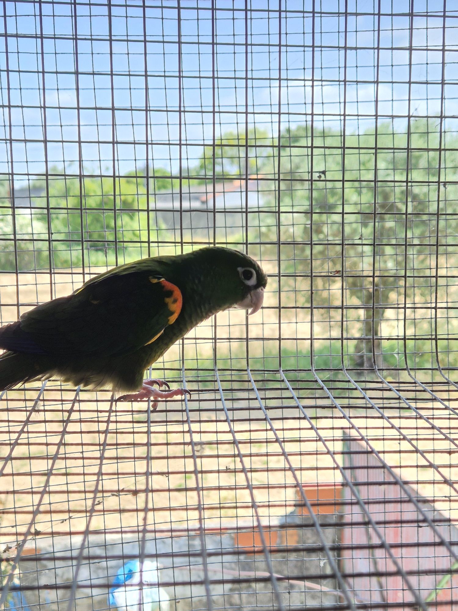 Pyrrhuras Egregias