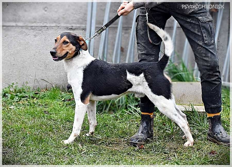 Edi, cudo pies i z charakteru i wyglądu