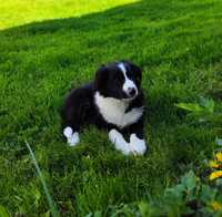 Border Collie - szczeniak