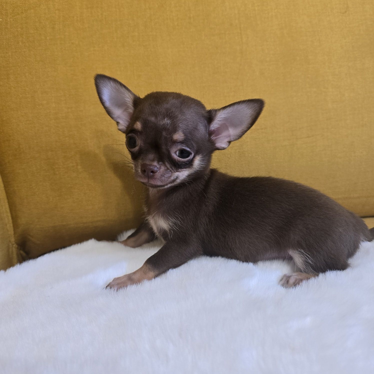 Juz do odbioru * Chihuahua samiec czekoladowy