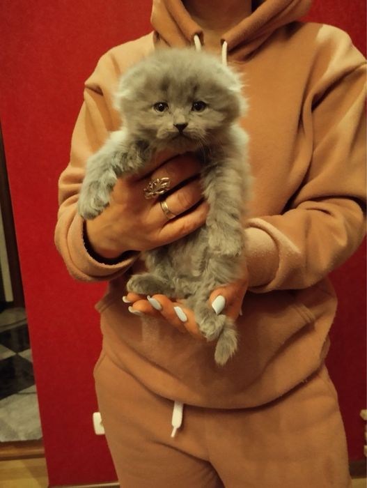 Клубочки щастя кошенята Шотландців