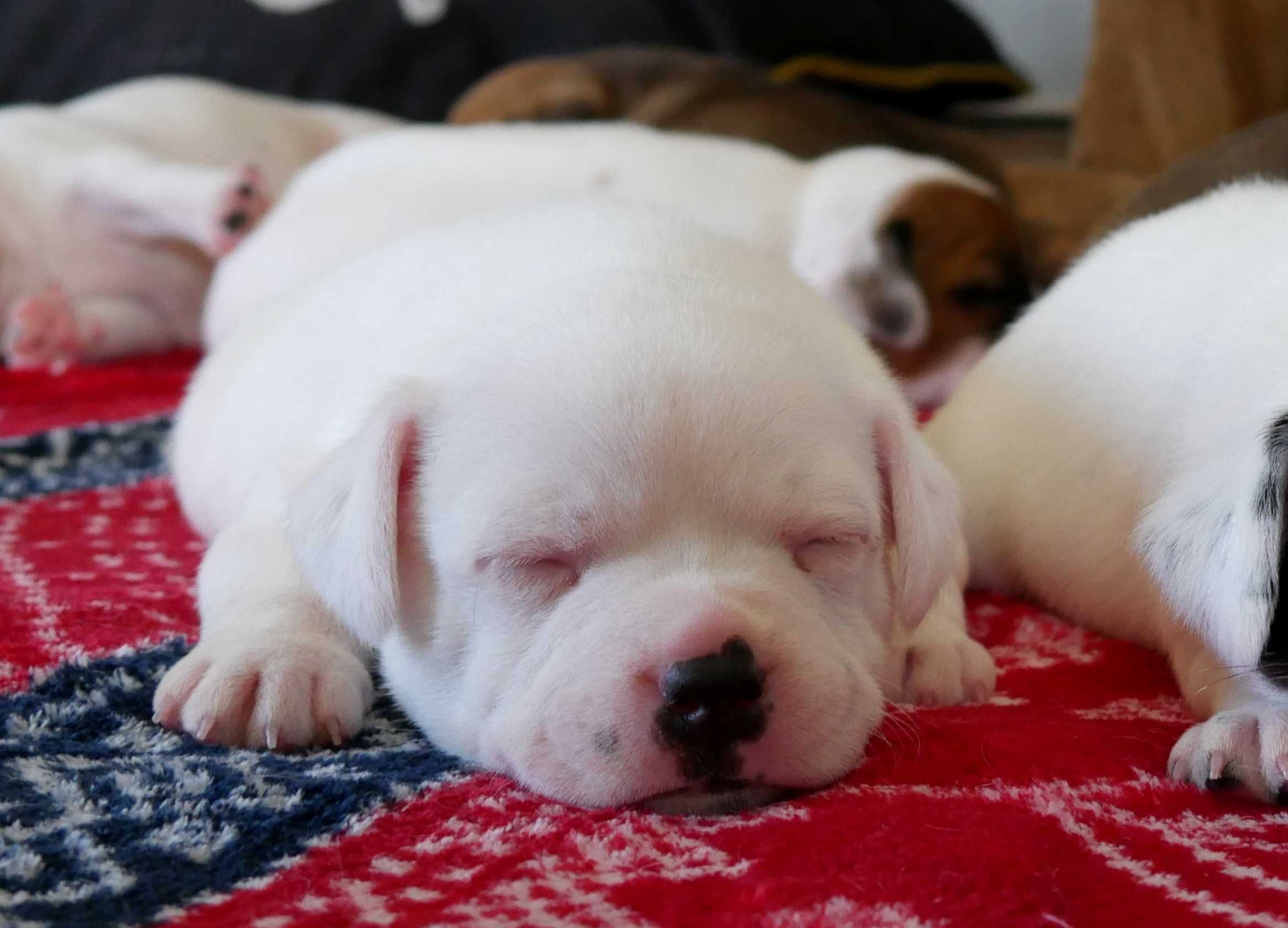 Staffordshire Bull Terrier ZKwP , Staffik FCI, piękna suczka FABIEN