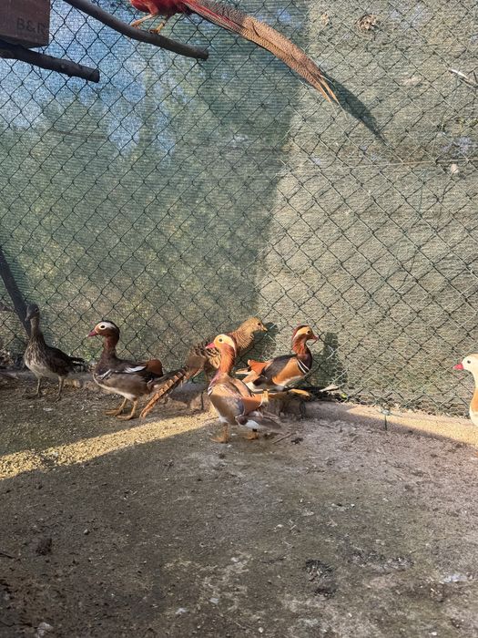 Patos mandarim canela e perus