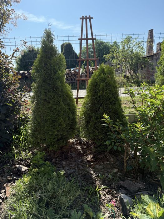 Tuja szmaragd żywotnik