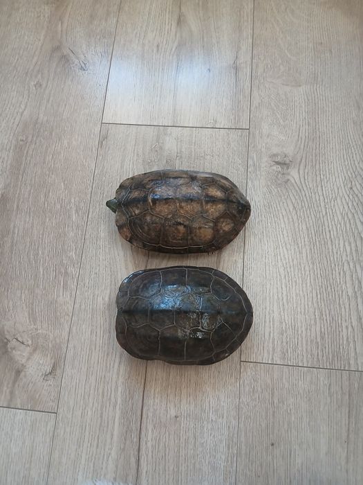 Żółwie chińskie samice