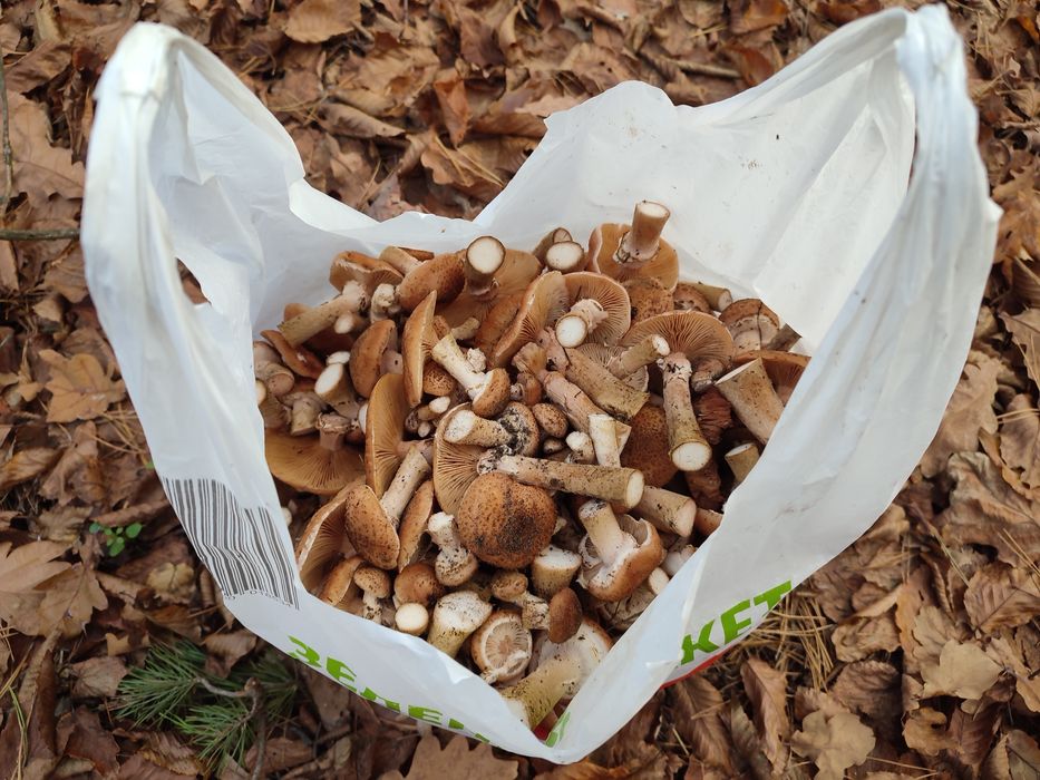 Гриби опеньки свіжі