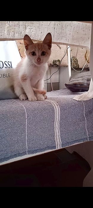 Шукаю хорошу родину