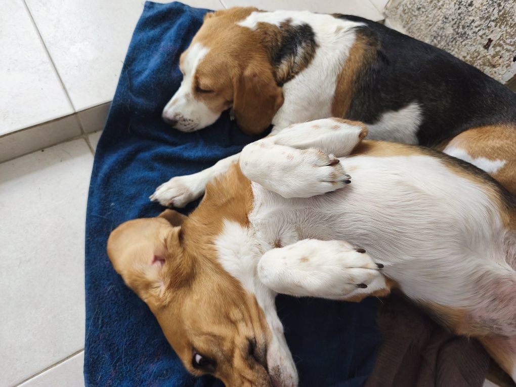 Beagles Maravilhosos