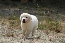 Golden Retriever com LOP e AFIXO