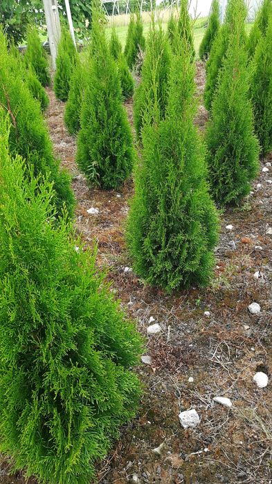 Tuje szmaragd kopane z gruntu