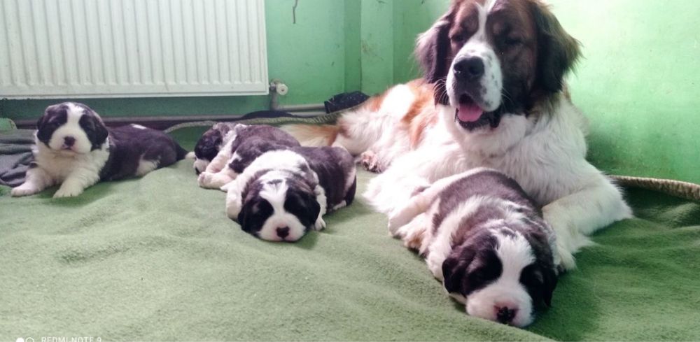 Аліментне  відібране щенятко