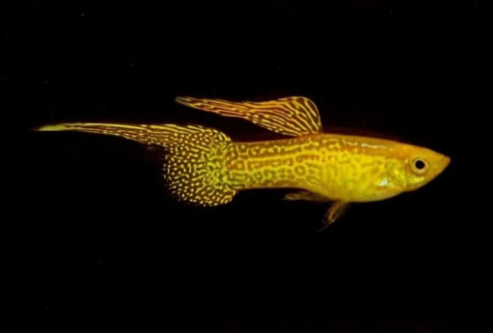 Сомик Клариус! Экзотические Аквариумные Рыбки С Доставкой! Корма!