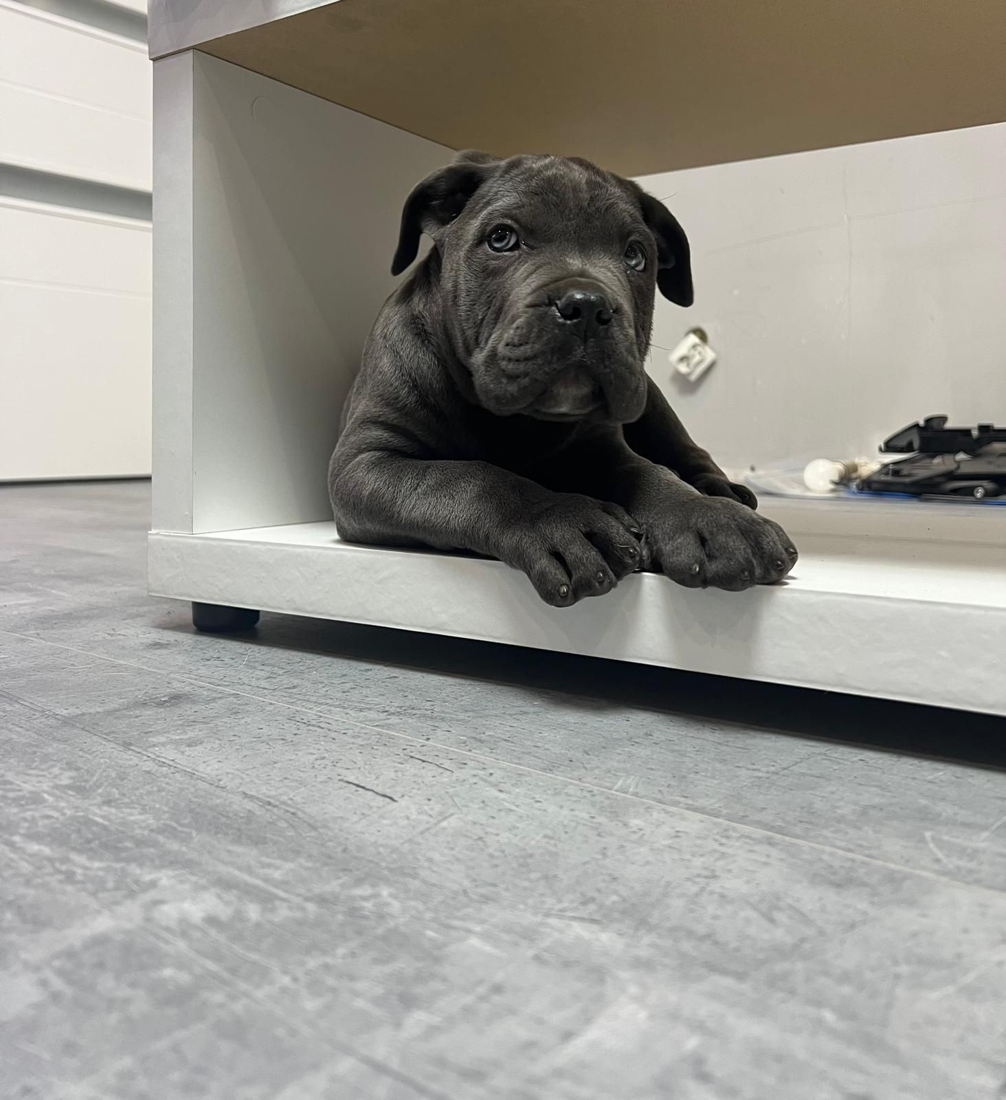 Cane Corso Suczka Wzorowa