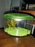 Aquário para peixes Betta