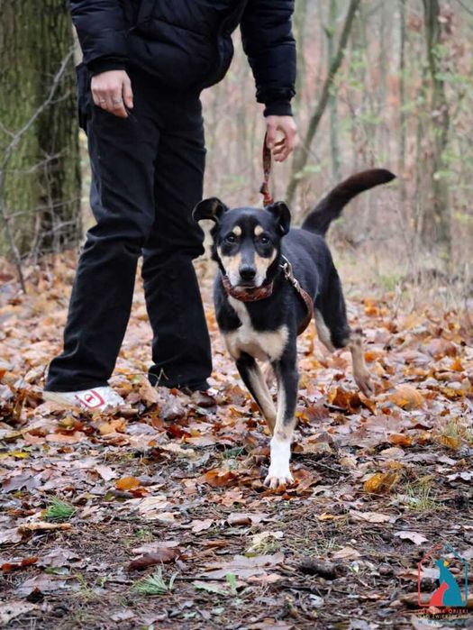 Bardzo przyjazny wesoły kochany  piesek Rafik szuka domu!