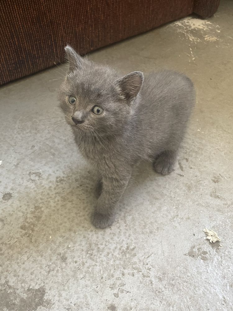 Котеня, котик і киця