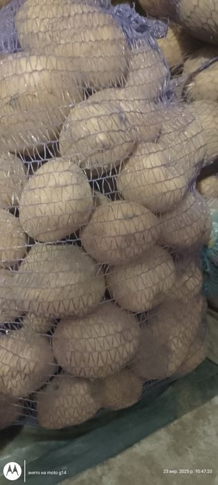 Картопля домашня