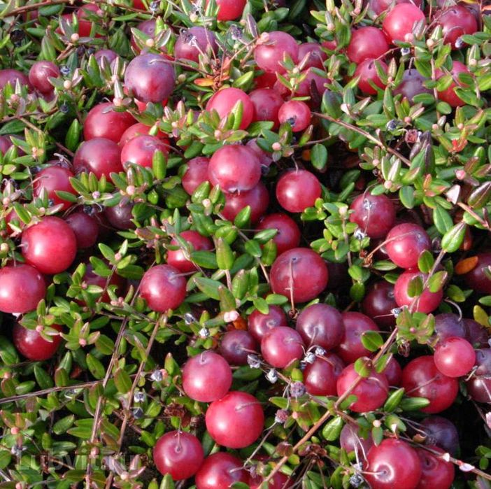 Саженцы брусники Коралл, Руно, саженцы клюквы Стивенс, Пилигрим